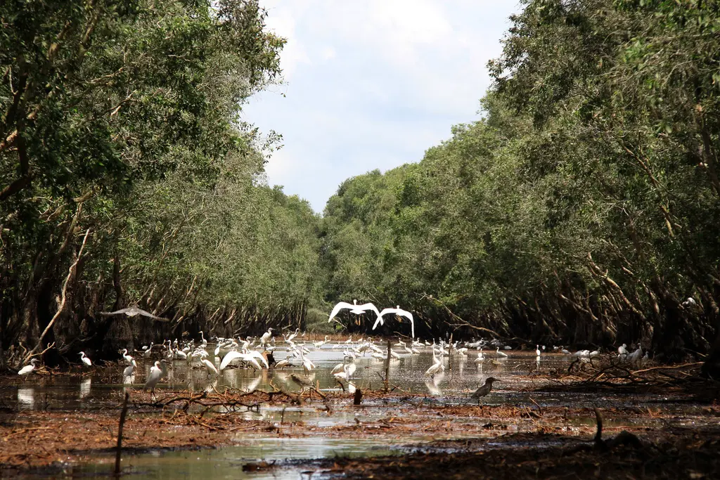Rừng U MInh, Cà Mau